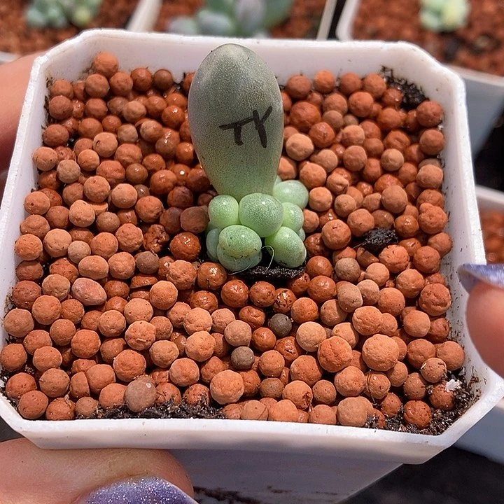 白汤圆锦多肉植物