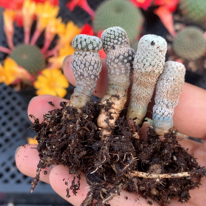 19实生白斜子+精巧殿