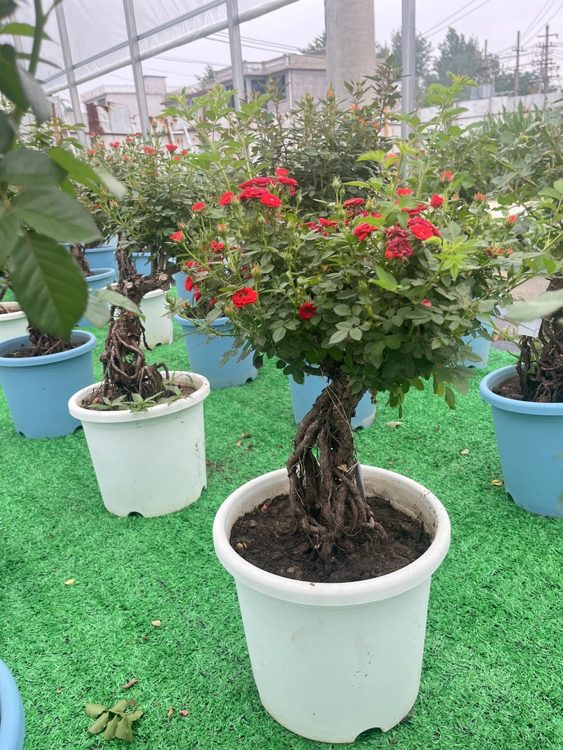 提根月季造型盆景 大花小花 庭院阳台