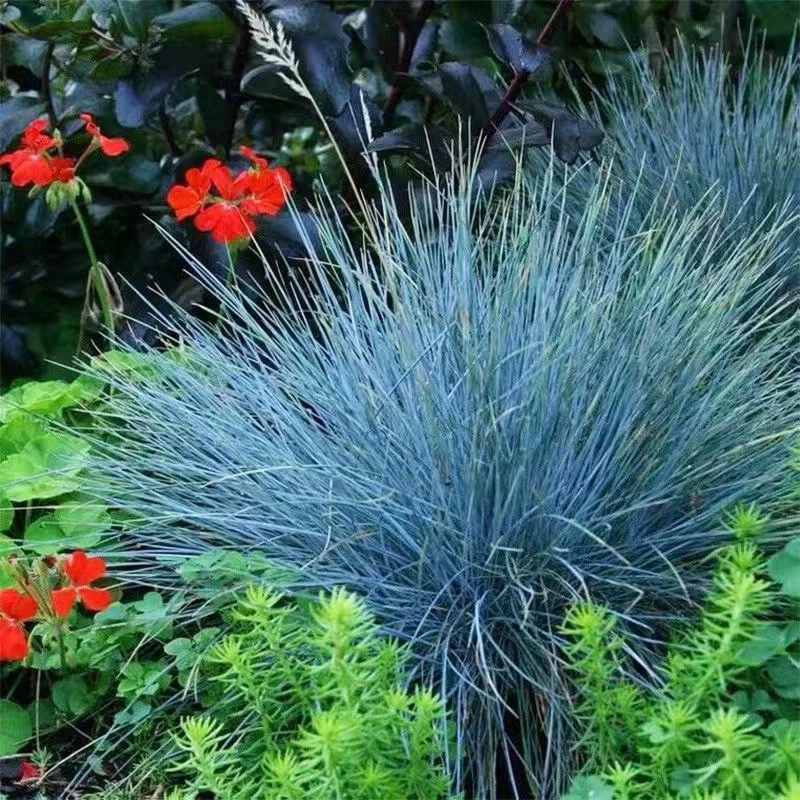 蓝羊茅盆栽地被花镜植物蓝羊毛苔草四季常绿耐热耐寒多年生观赏草