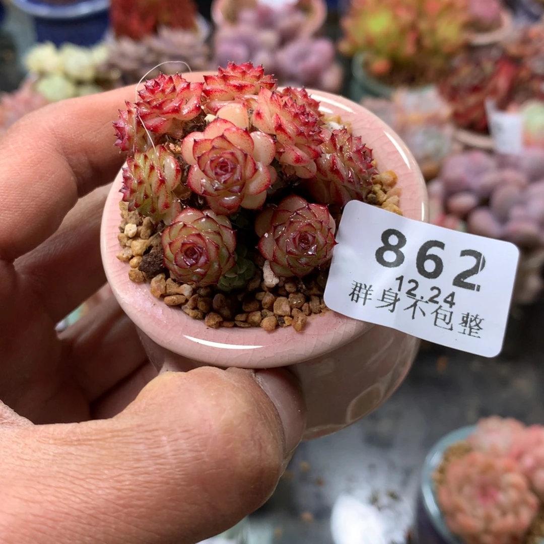 精控拇指盆12.24862