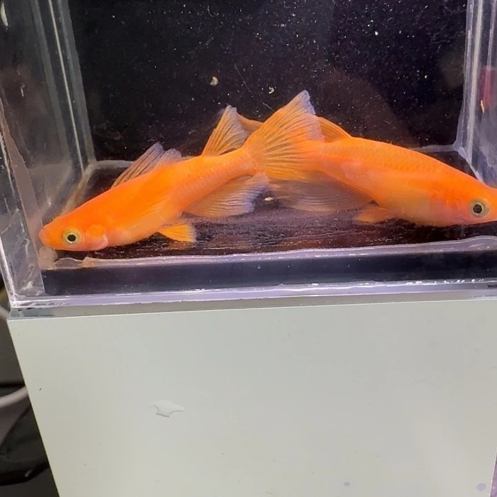 青鳉鱼一物一拍361