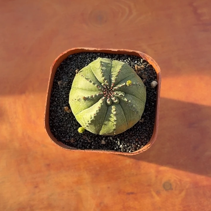 H**、泰布仙人球仙人球1234