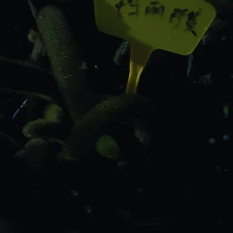 瑞***。仙人掌金妞玛丽珍黄一棵