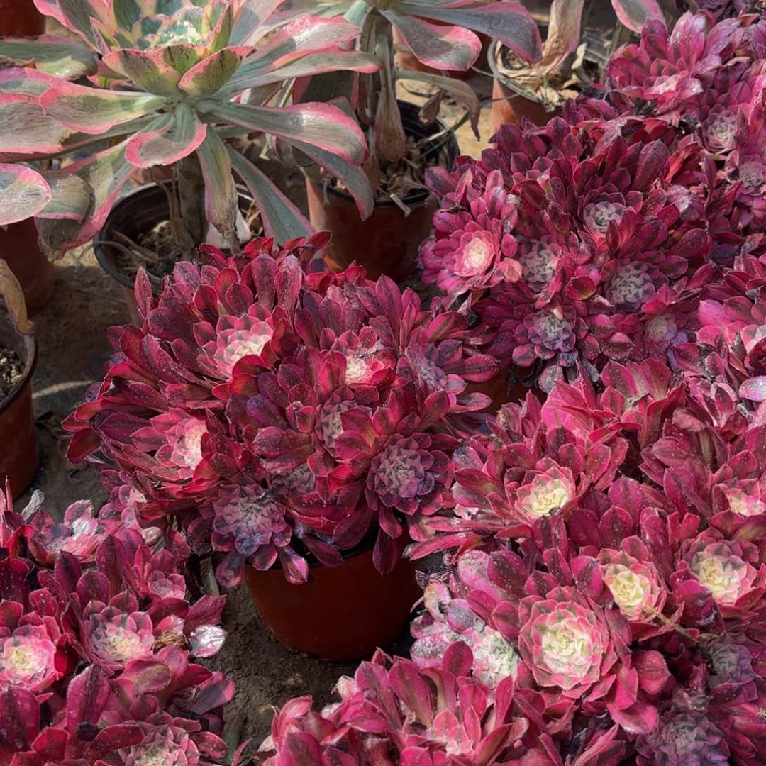 红铜壶超白绣球9.9法师多肉