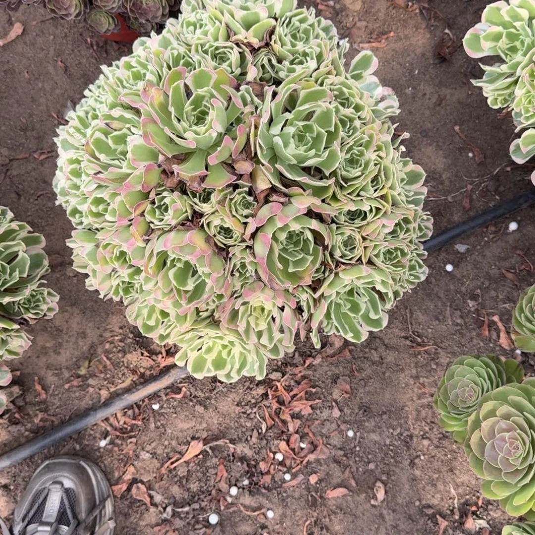 @***哥法师白凤老桩发货特价无售后