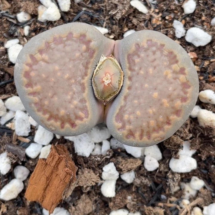 非偏远满20包邮676