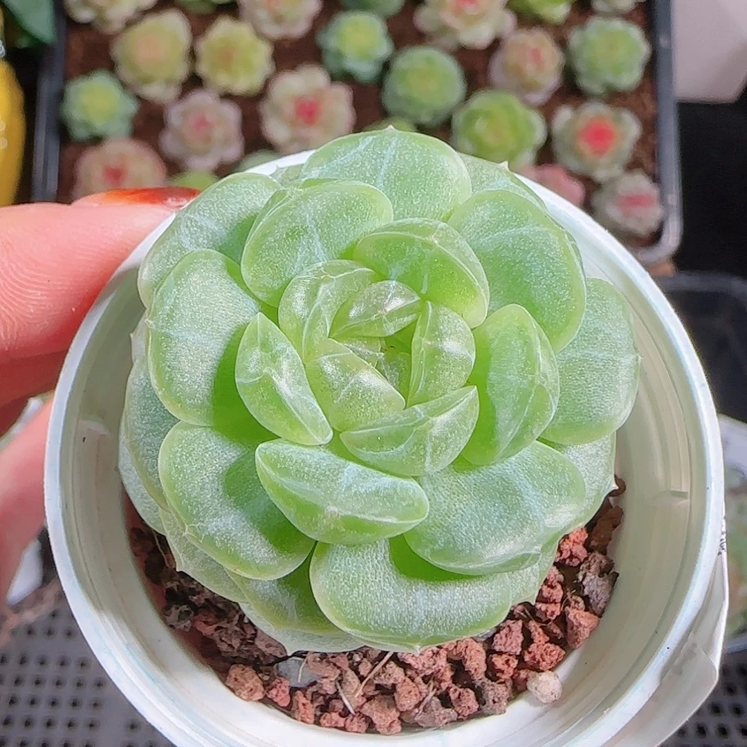 1012--74甘棠一物一拍