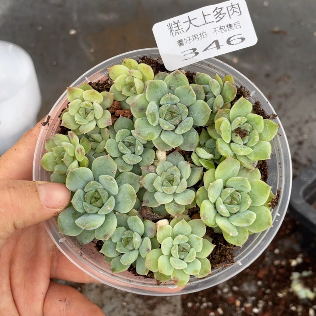 糕大上多肉植物346
