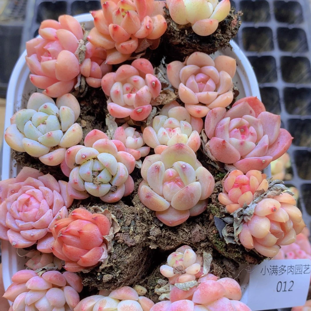 我要去看你了啊我了012