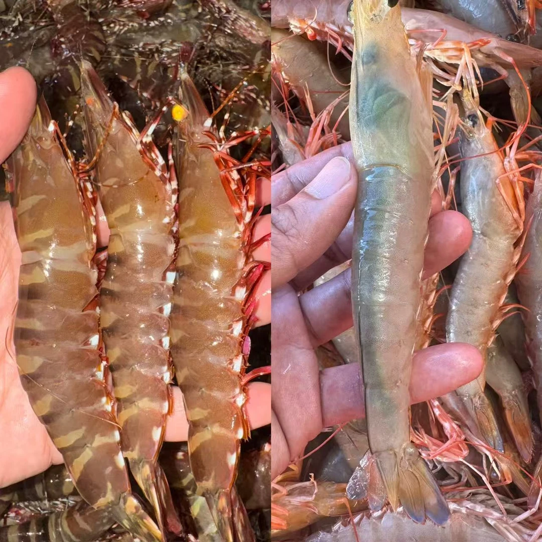 中秋礼盒野生海鲜虾套餐（红爪虾+青根卢虾母）