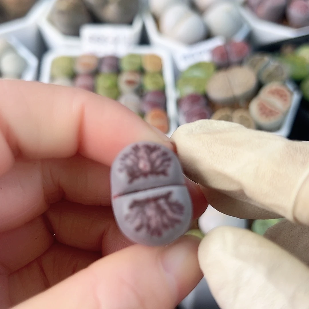 8715精品紫菊2cm非常美丽