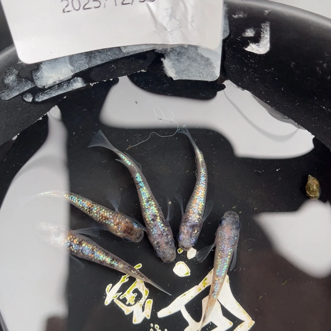 青鳉鱼228月华海王星五尾