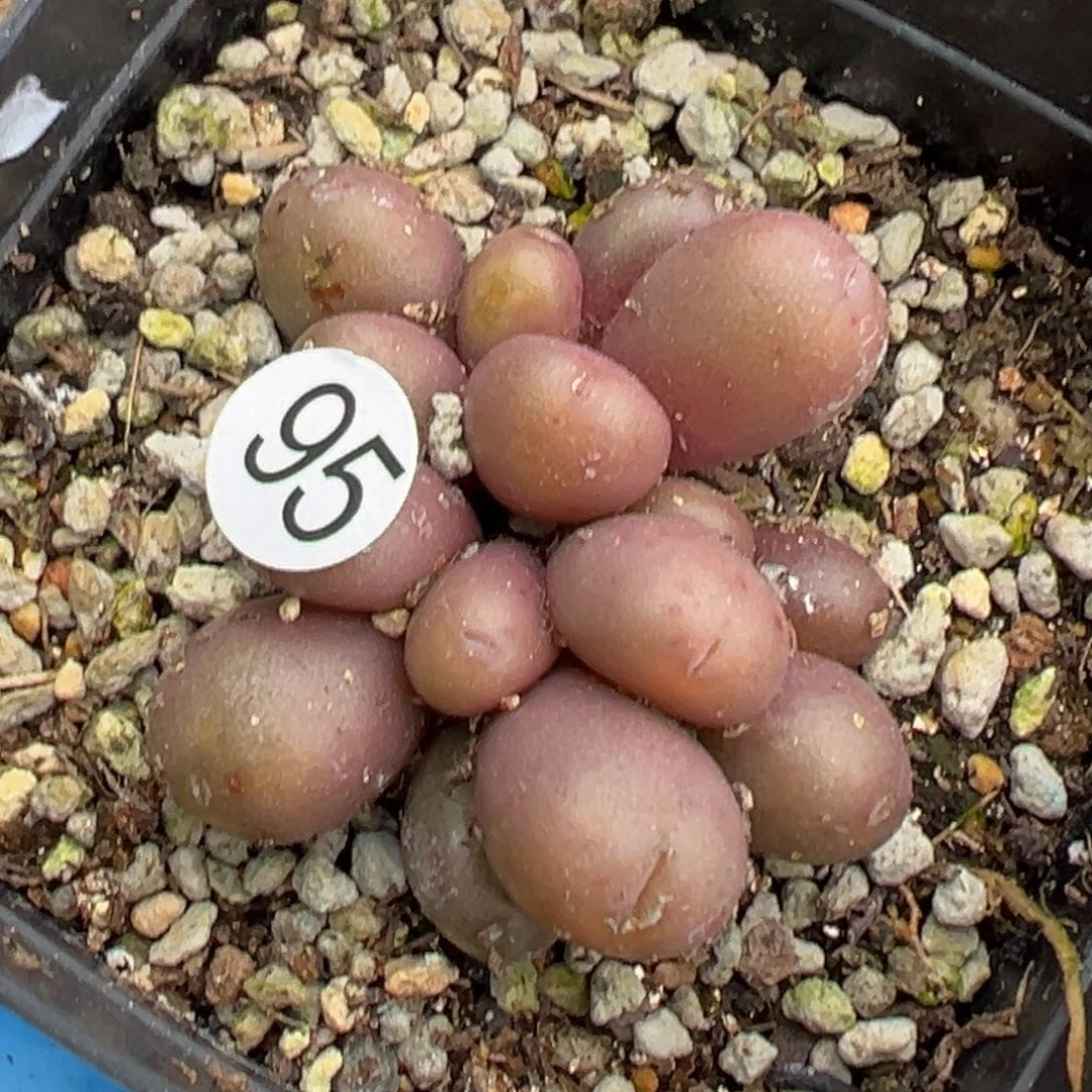 多肉植物111111111111111