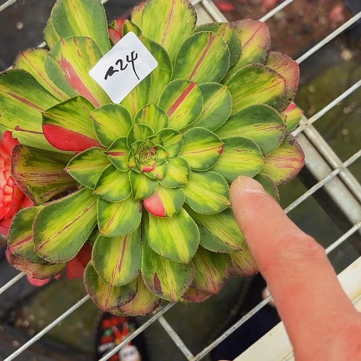 卧**雨224多肉植物植物植物