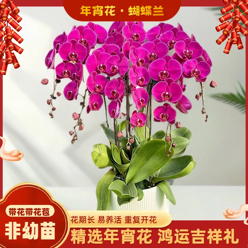 【大辣椒】-梦茜儿的花坊-3.8龙兰苗叶片开裂正常现象介意勿拍