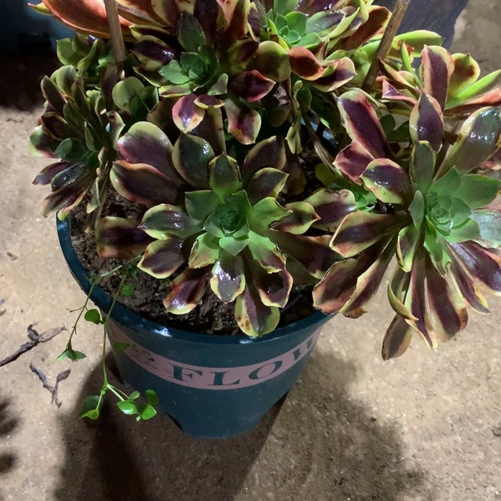 470欧嘉莉多肉植物特价