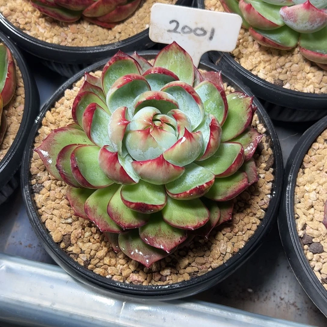 福***制惊鸿仙子一物一拍2001号