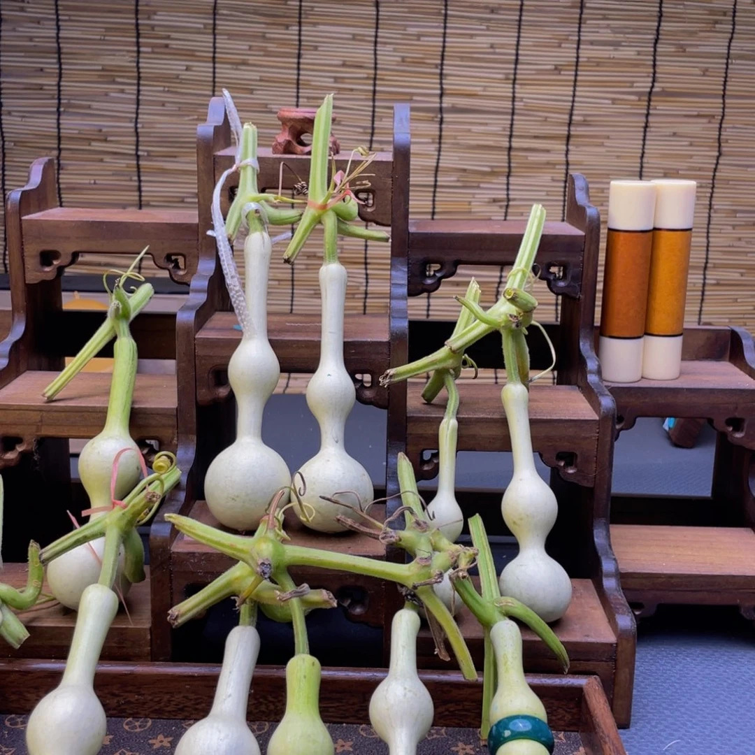 心***静我是一只小小鸟地域文化