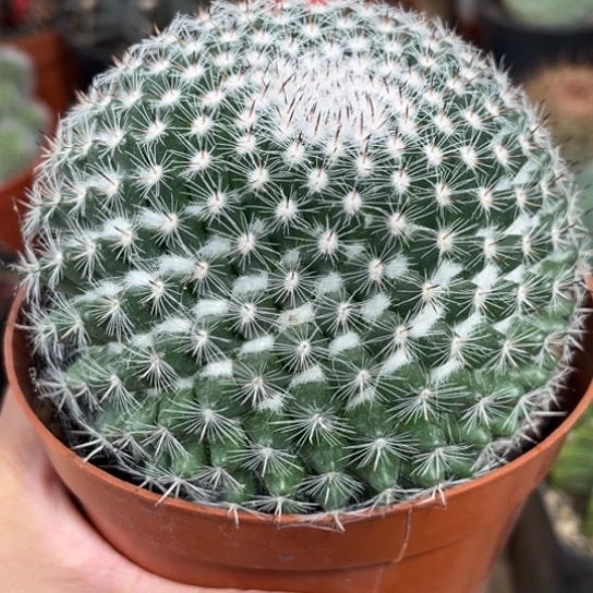 完全开放实生玉翁