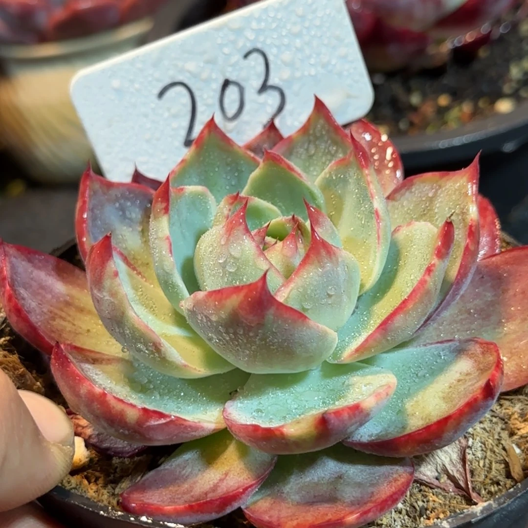 惊鸿一物一拍包装收缩花旱203