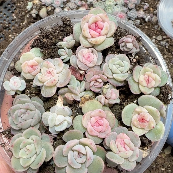 51号王者系列多肉一框