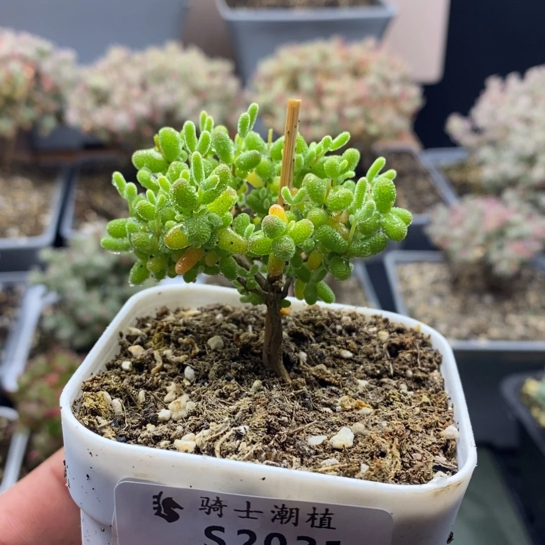 2031蜜橘糖球枝干