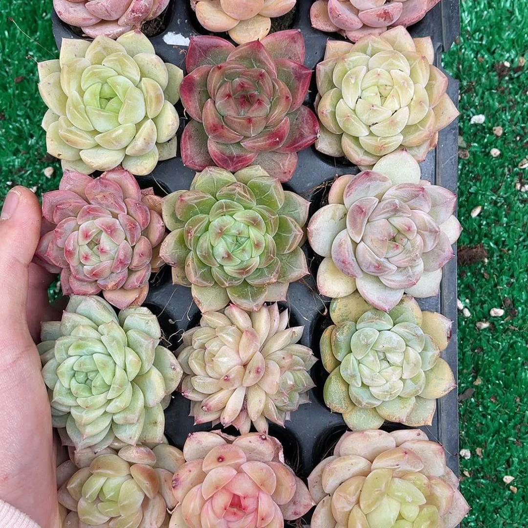 精品多肉一物一拍17-83