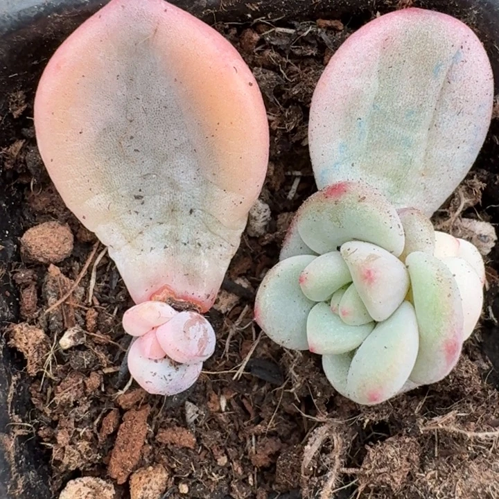 新香水老香水组合71