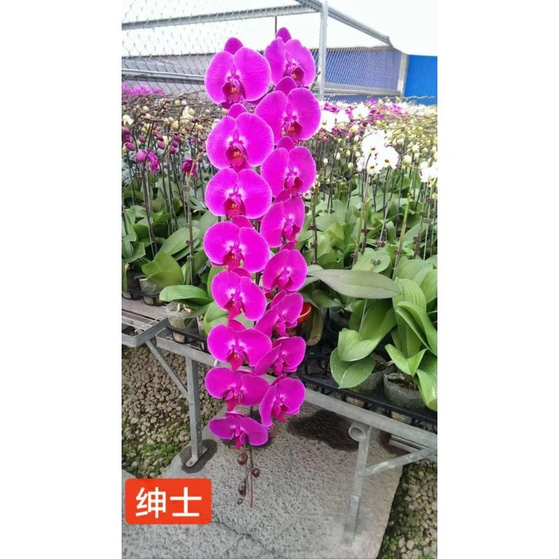 展会同款 超大花【绅士】1花剑 蝴蝶兰花期能开6-7个月左右