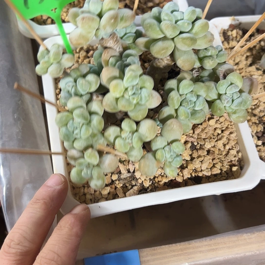 香芋老桩多肉植物