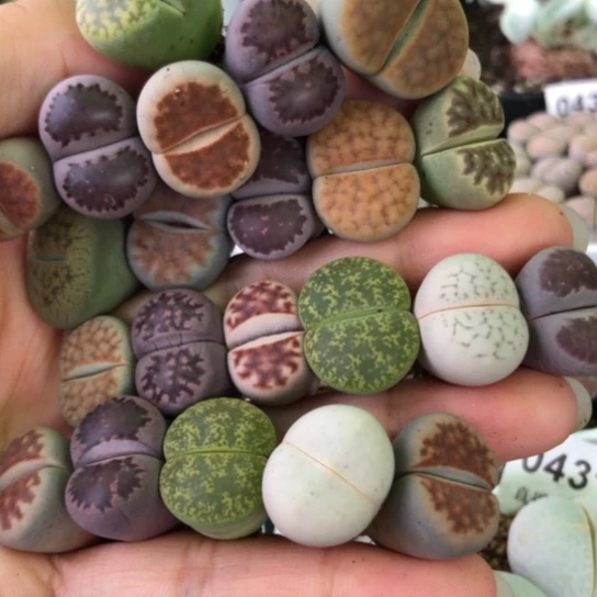 0355，22棵彩色母本如图