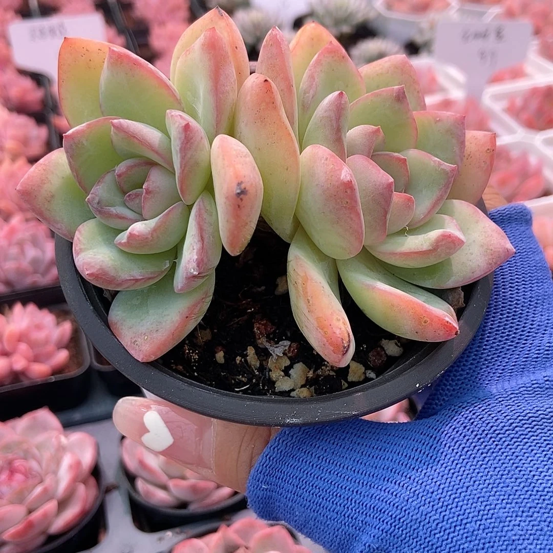 金泰家多肉，354泡芙