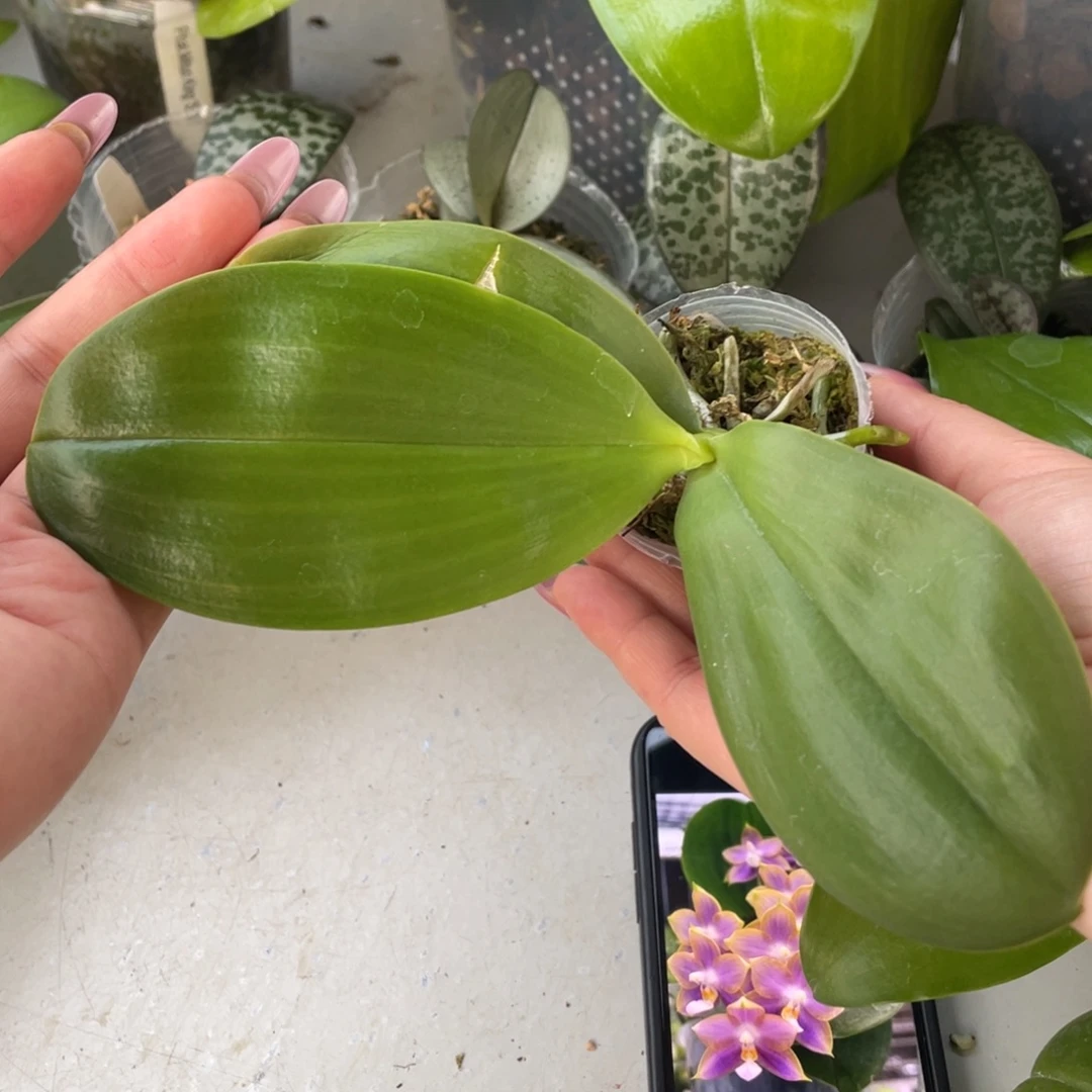 当前无花栽培后可以开花1.7弥陀蓝环