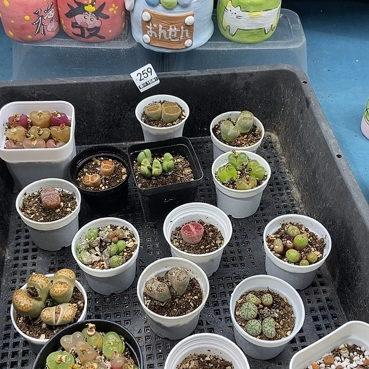 259大舅生石花肉锥多肉