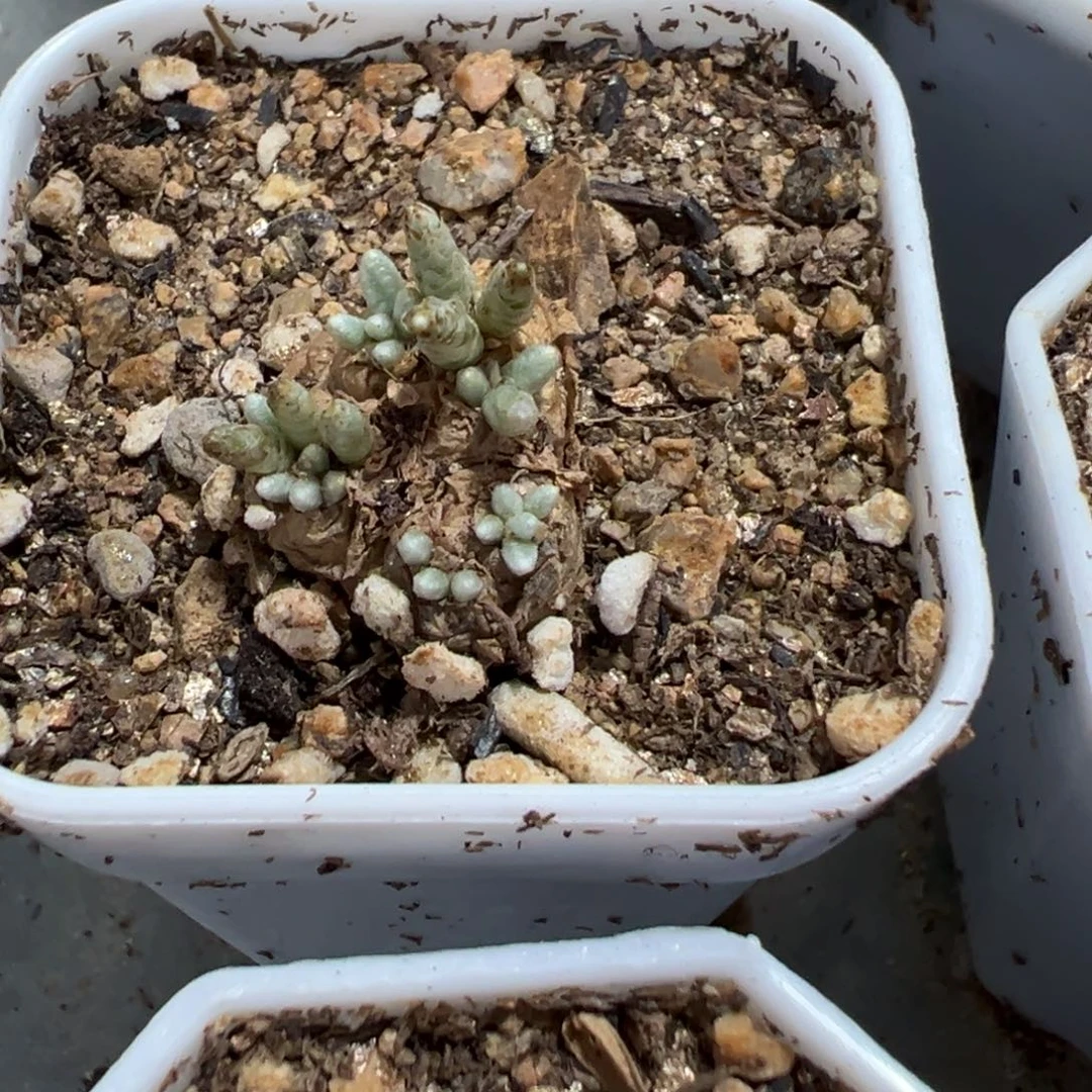 量拍红花韧锦一颗，多肉