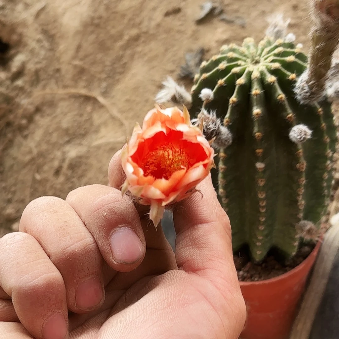 136 实生脱土脱花20包邮瑕疵