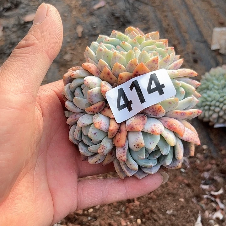 静****多肉植物一物一拍