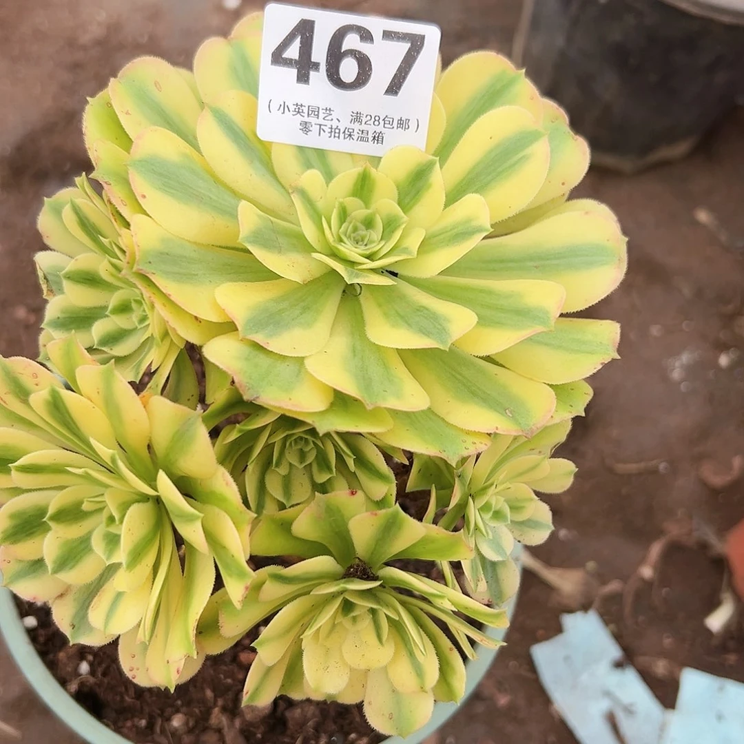 迈巴赫467多肉植物多肉植物