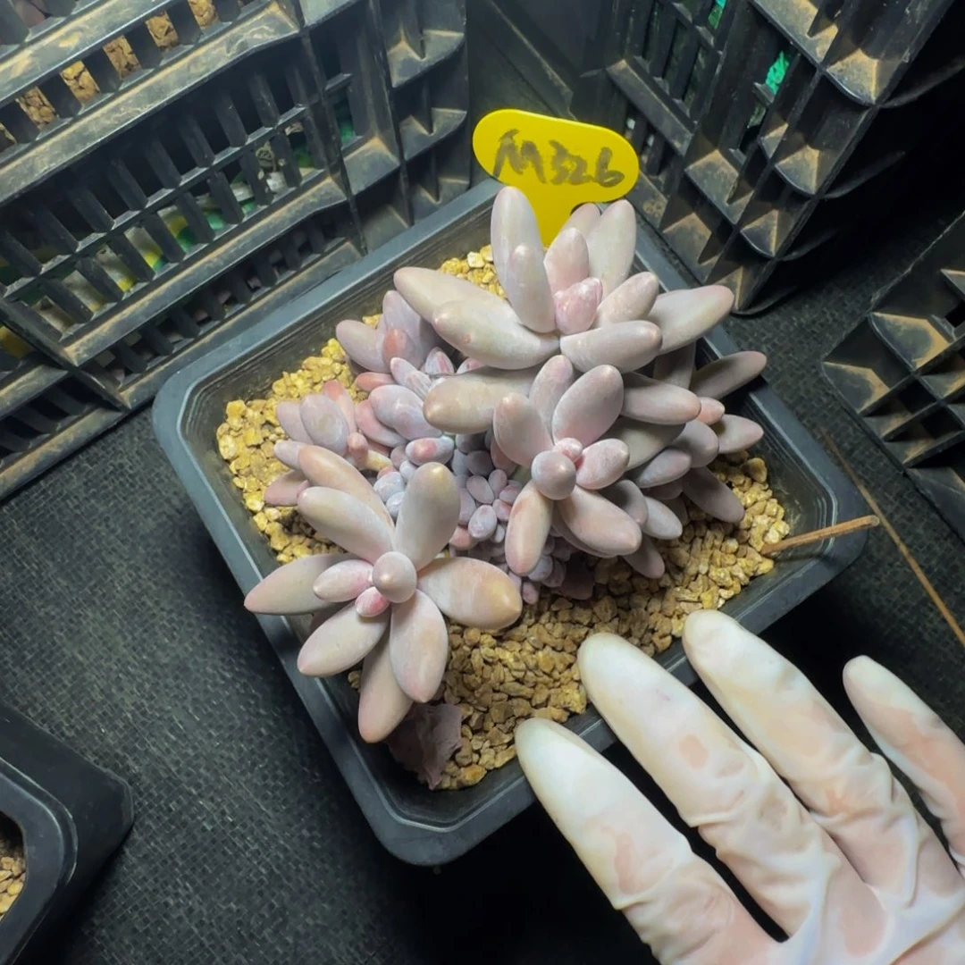 *‍****m m m m m m m 326