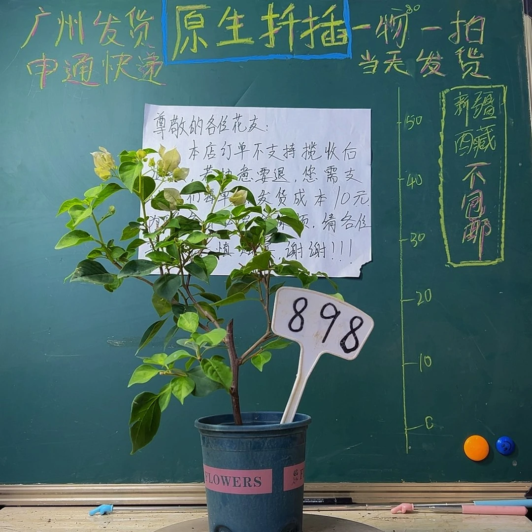 当前无花栽培后可以开花 暗斑丽人 898