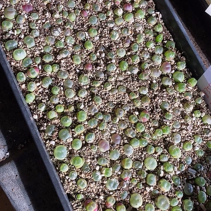 8359。 紫拉登一筐。 可寄养