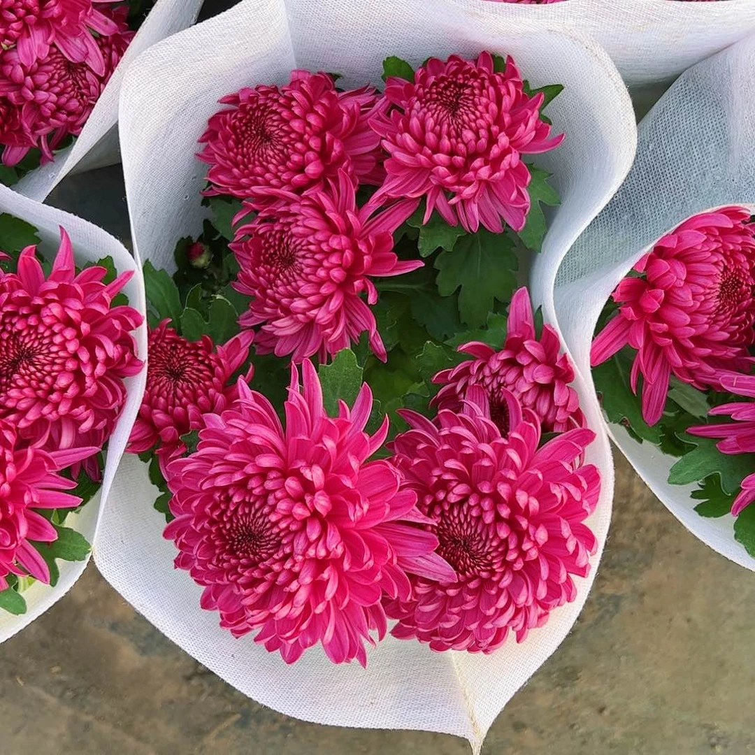 完全开放红酒紫色