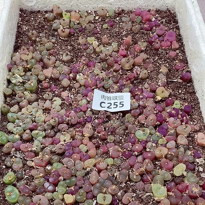 255呃呃呃呃呃呃呃呃呃呃