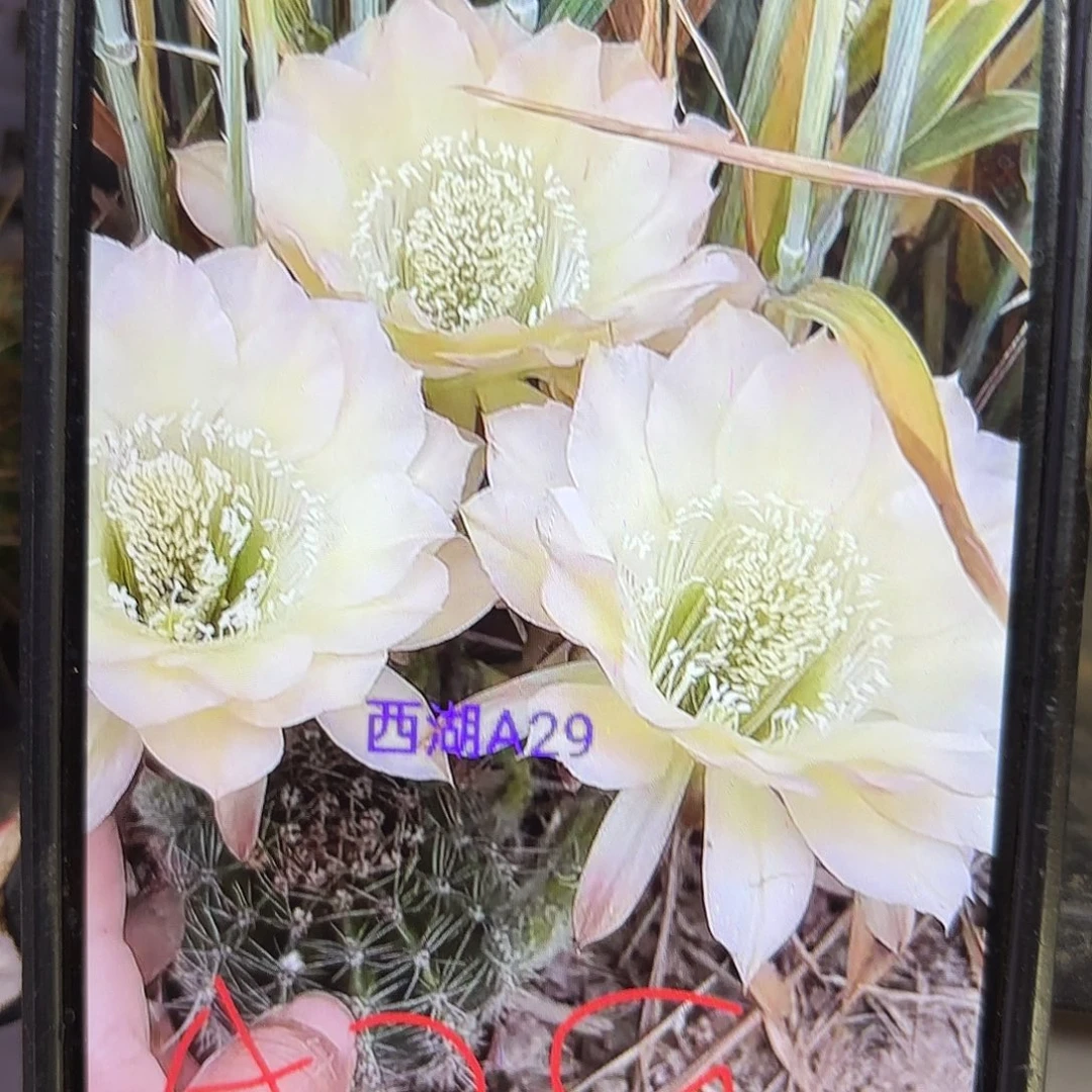 A29彩侧牙20包邮仙人球33