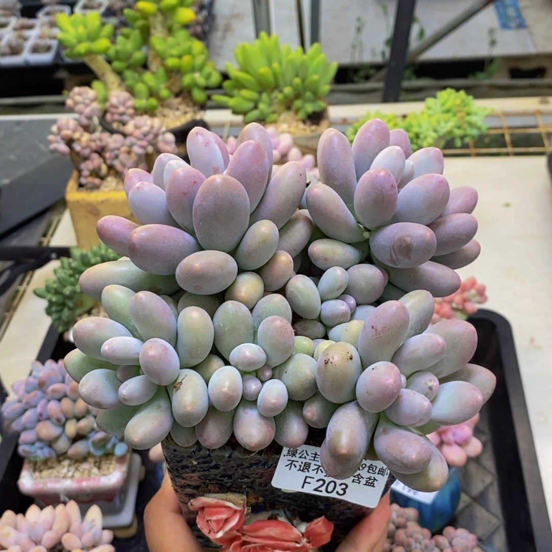 203蛋黄奶多肉15c m