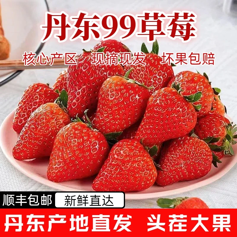 【东港产地直发】丹东99草莓10-30g到手2斤新鲜采摘顺丰包邮