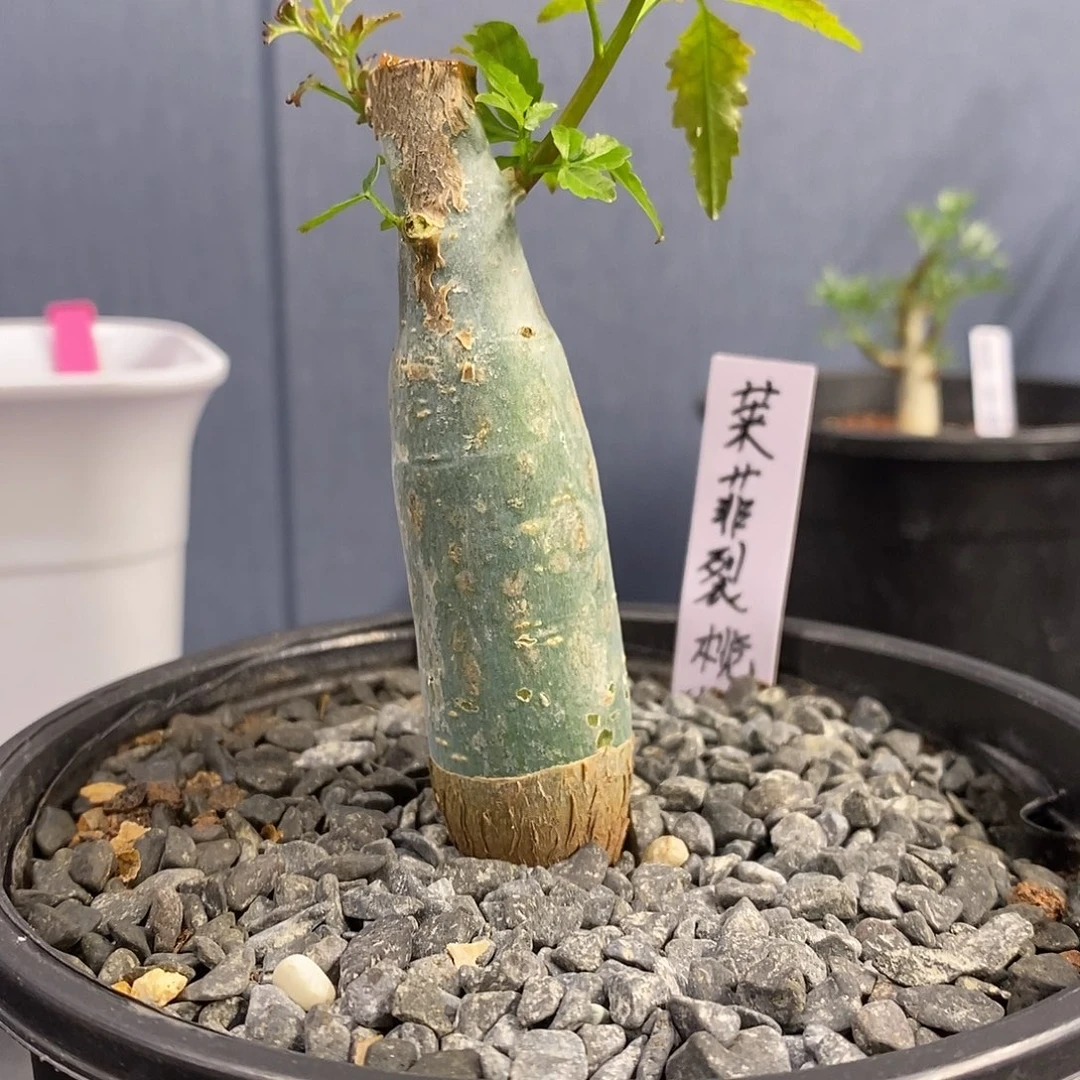 莱菲裂榄实生带盆
