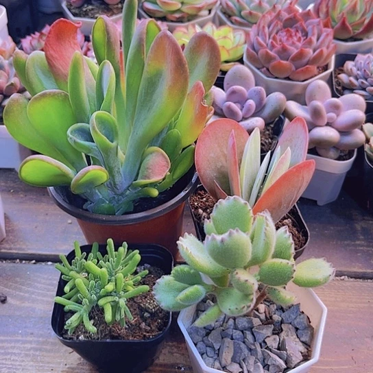 火狐狸。 荧光兔。熊。糖印