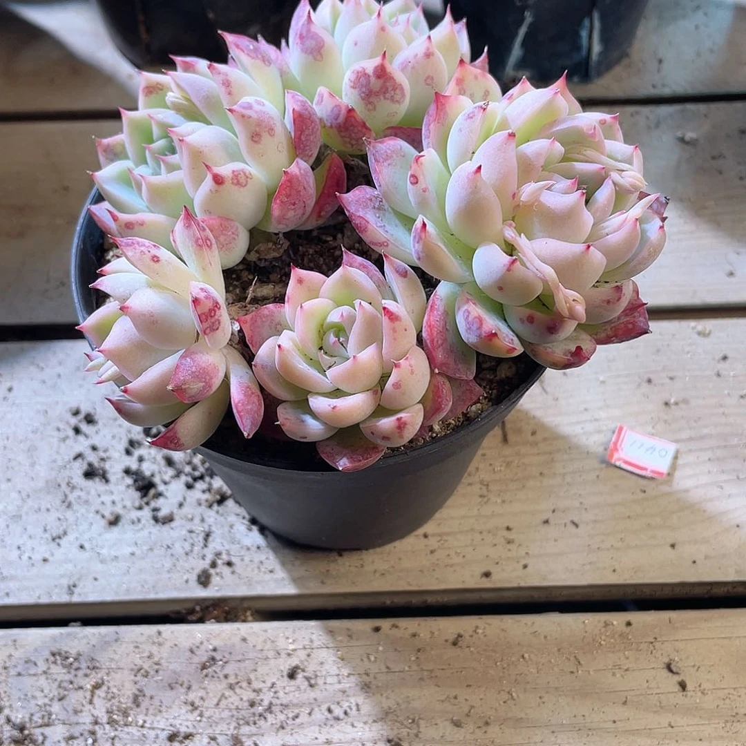 0804  水晶玫瑰 六月六
